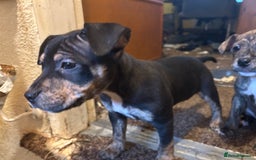 Mixed Breed dogs for sale: Staff plus Staff Jack Puppies  - Advert 9