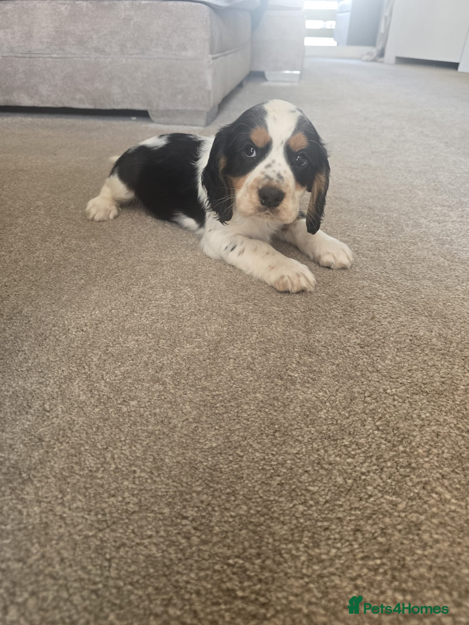 Cocker Spaniel dogs Stunning tri colour cocker boy avalible  - Advert 2