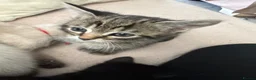 Bengal cats for sale: 2 cute bengals looking for forever homes  - Advert 24
