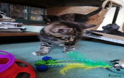 Domestic Shorthair cats for sale: Stunning kittens for sale  - Image 31