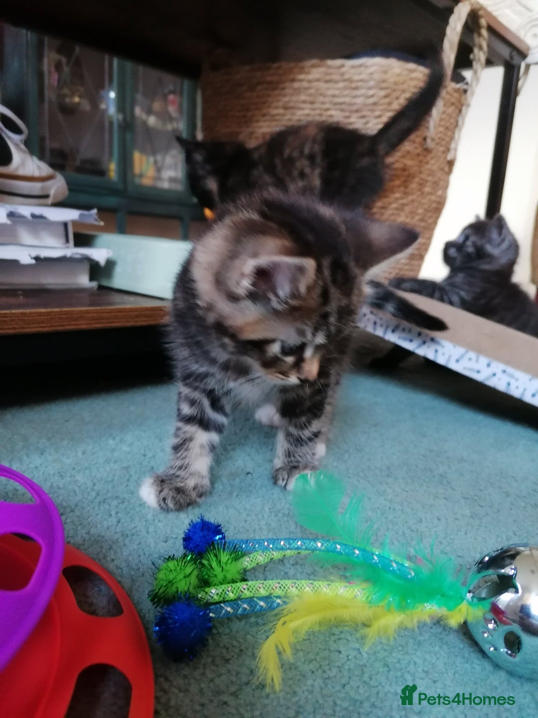 Domestic Shorthair cats for sale: Stunning kittens for sale  - Image 31