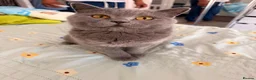 British Shorthair cats for sale: Gorgeous British short hair 5 months old kitten  - Advert 9