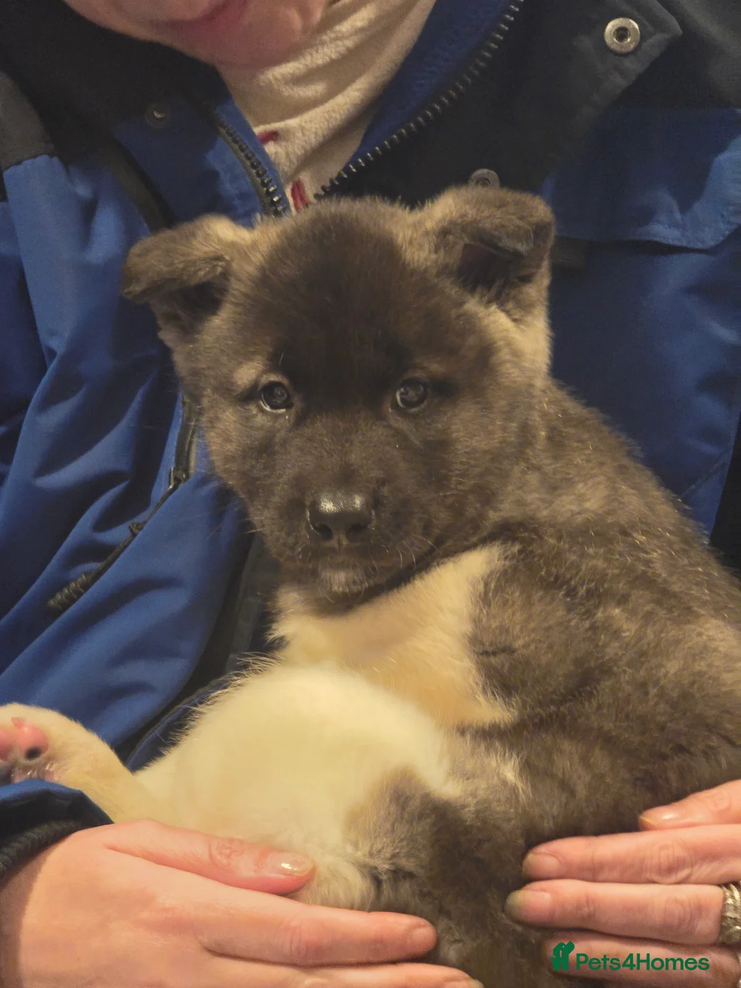 Akita dogs for sale: Beautiful akita puppy girl - Advert 1