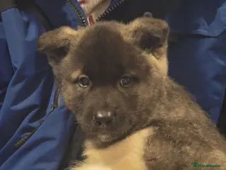 Akita dogs Beautiful akita puppy girl - Advert 3