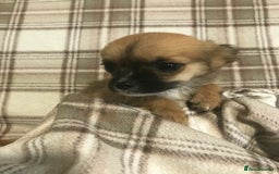 Chorkie dogs for sale: Yorkshire terrier x Chihuahua puppy’s  - Image 5