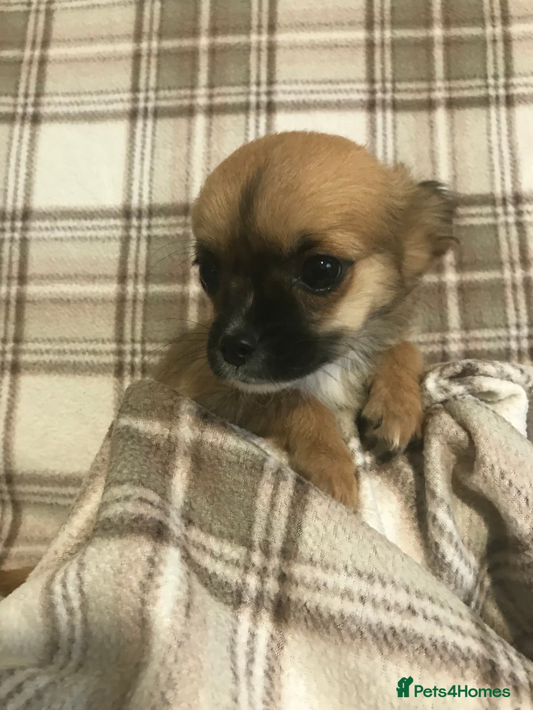 Chorkie dogs for sale: Yorkshire terrier x Chihuahua puppy’s  - Image 5