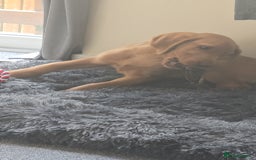 Labrador Retriever dogs for sale: Red labrador - Image 1