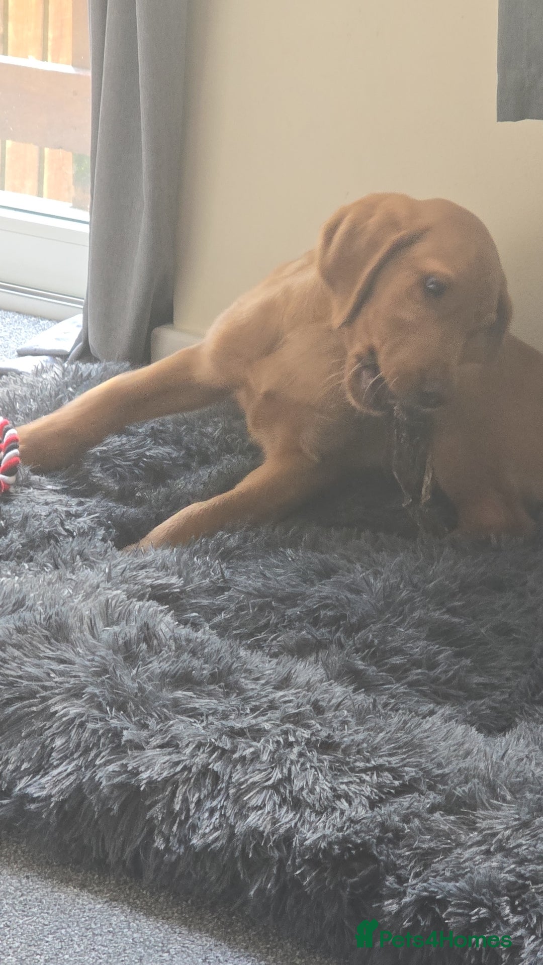 Labrador Retriever dogs for sale: Red labrador - Image 1
