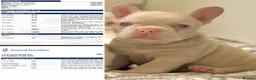 French Bulldog dogs for stud: Stunning caramel pink French bulldog for 5th Gen  - Advert 4