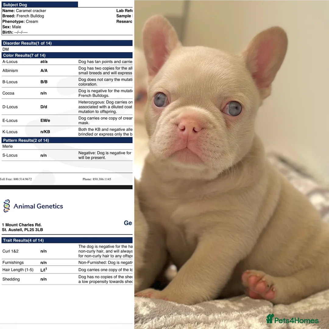 French Bulldog dogs for stud: Stunning caramel pink French bulldog for 5th Gen  - Advert 4