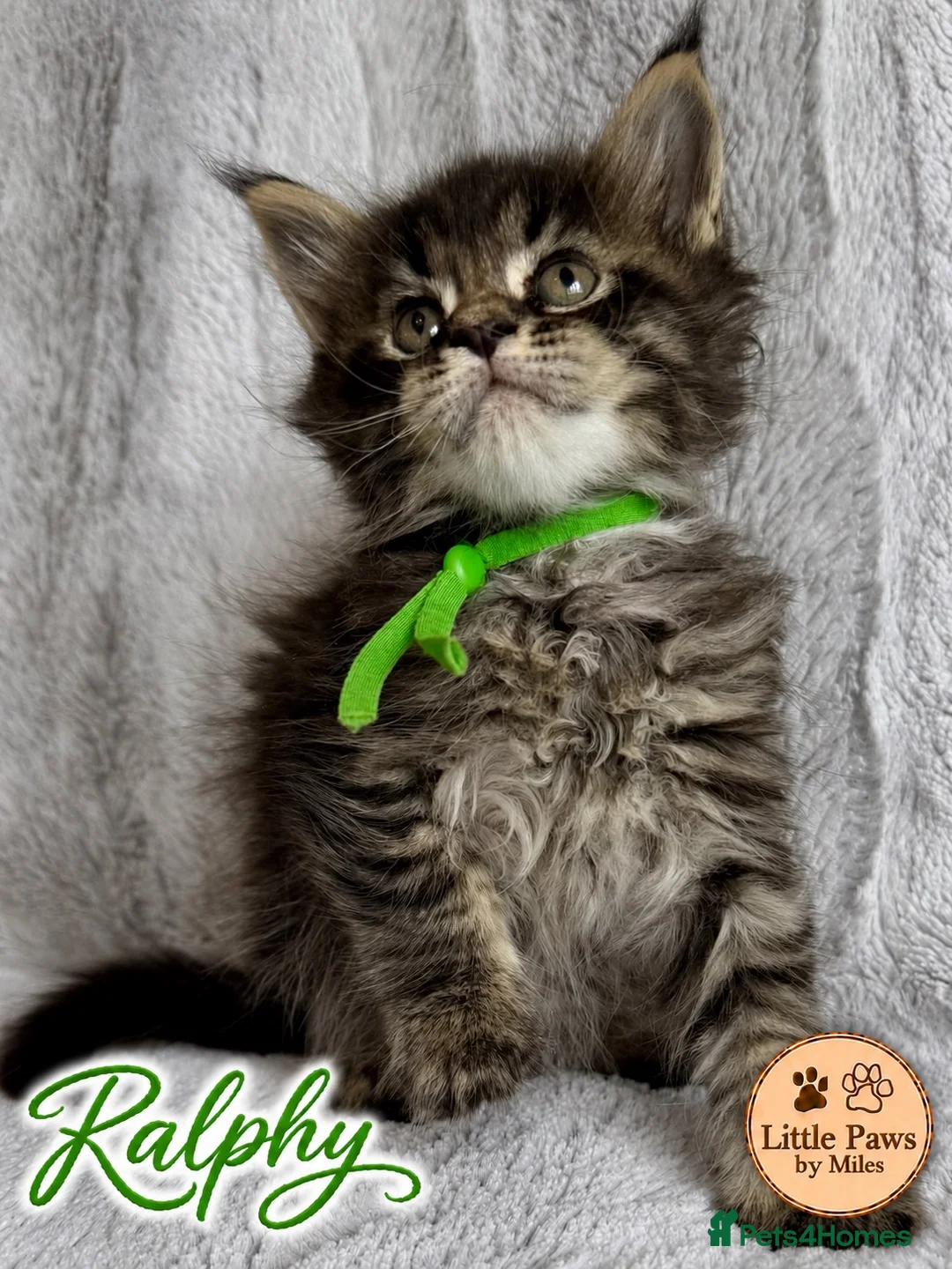 Maine Coon cats for sale: 🌿 THE HERITAGE COLLECTION 🌿 - Advert 1