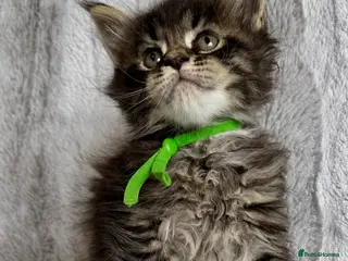 Maine Coon cats 🌿 THE HERITAGE COLLECTION 🌿 - Advert 10