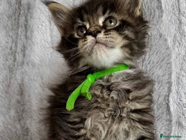 Maine Coon cats 🌿 THE HERITAGE COLLECTION 🌿 - Advert 8