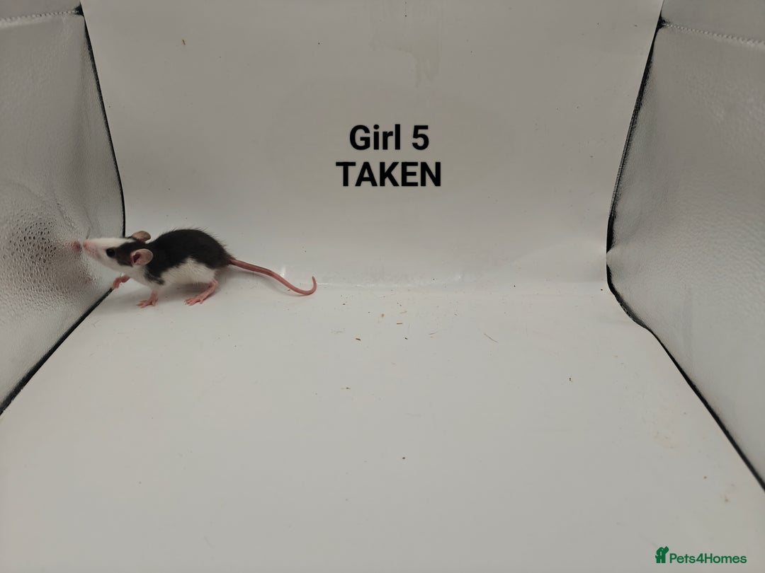 Rat rodents for sale: OCT: 32 Rats (7 Rats: 4 Boys, 3 Girls Left) - Advert 16