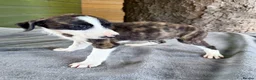 Lurcher dogs for sale: Lurcher saluki greyhound beddlington whippet - Advert 2