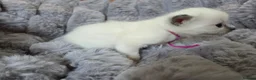 Ragdoll cats for sale: 4 Beautiful Ragdoll kittens, 2 Seal, 2 Lilac - Advert 28