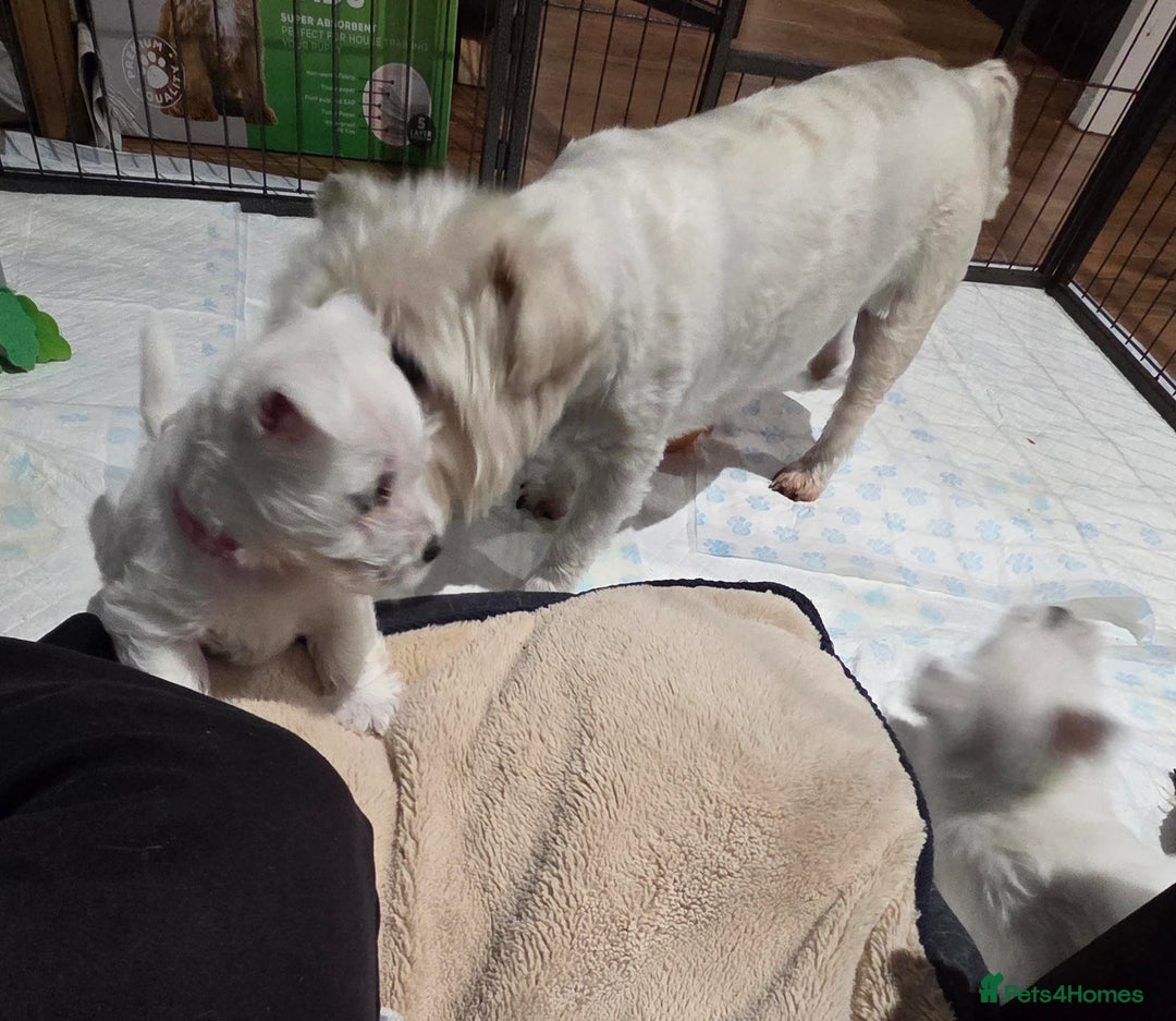 West Highland Terrier dogs for sale: Gorgeous pedigree westies, excellent bloodlines - Image 16