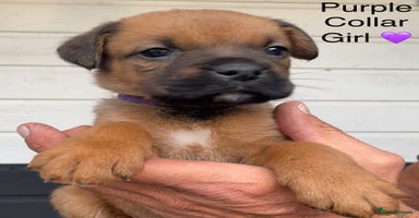 Boxer dogs - Advert 1