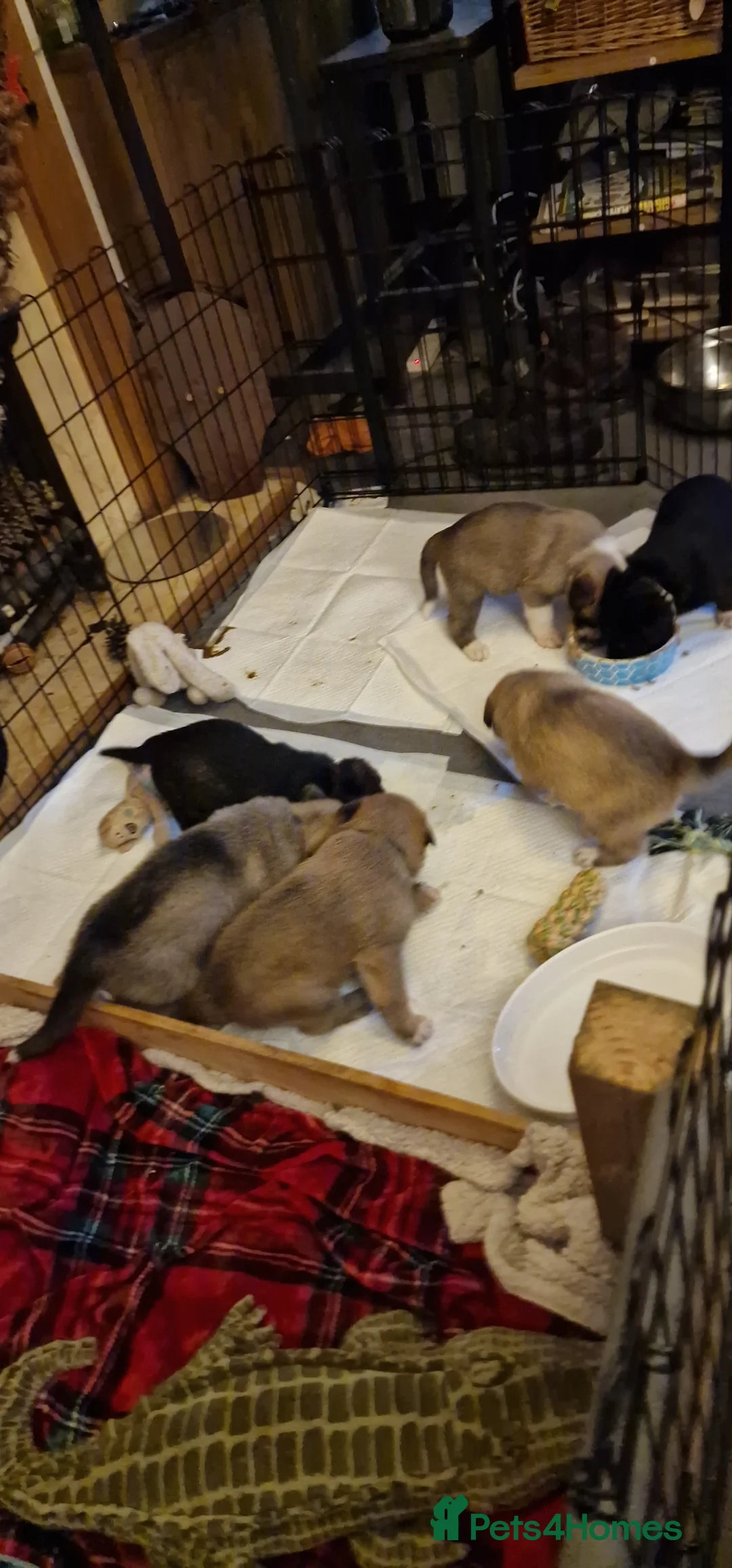 Mixed Breed dogs for sale: Caucasian Shepsky puppies for sale. - Advert 14