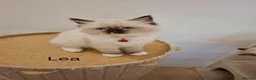 Ragdoll cats for sale: Purebread Ragdoll Kittens  in Normanton - Advert 8