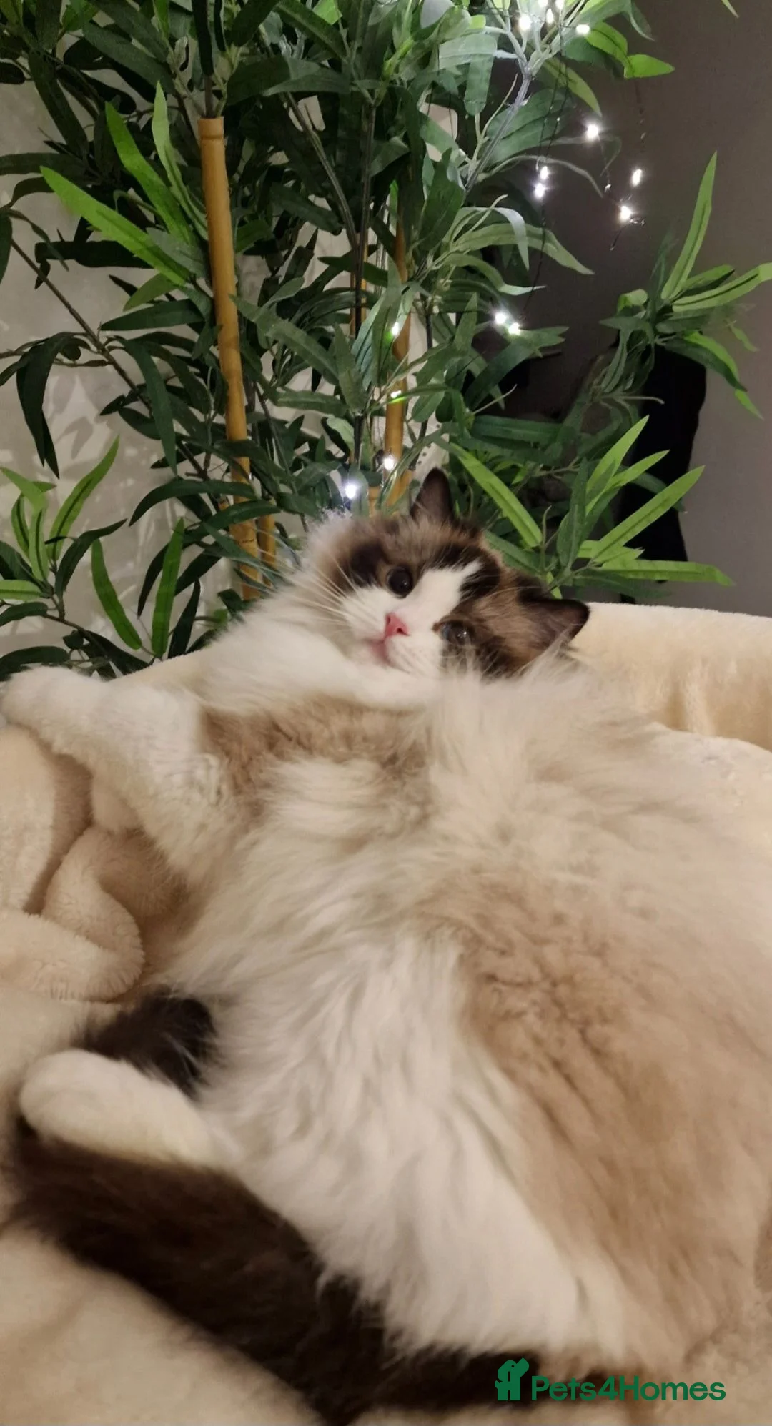 Ragdoll cats for sale: 🥰🎀 2 Stunning retired Queens top European lines - Advert 1