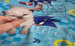 Ragdoll cats for sale: 5 Tica Boys Chocolate Point, Black Solid Mit,Blue  - Image 4