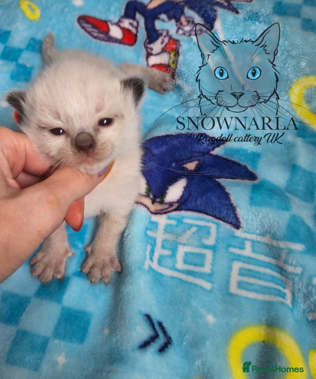Ragdoll cats for sale: 5 Tica Boys Chocolate Point, Black Solid Mit,Blue  - Image 4