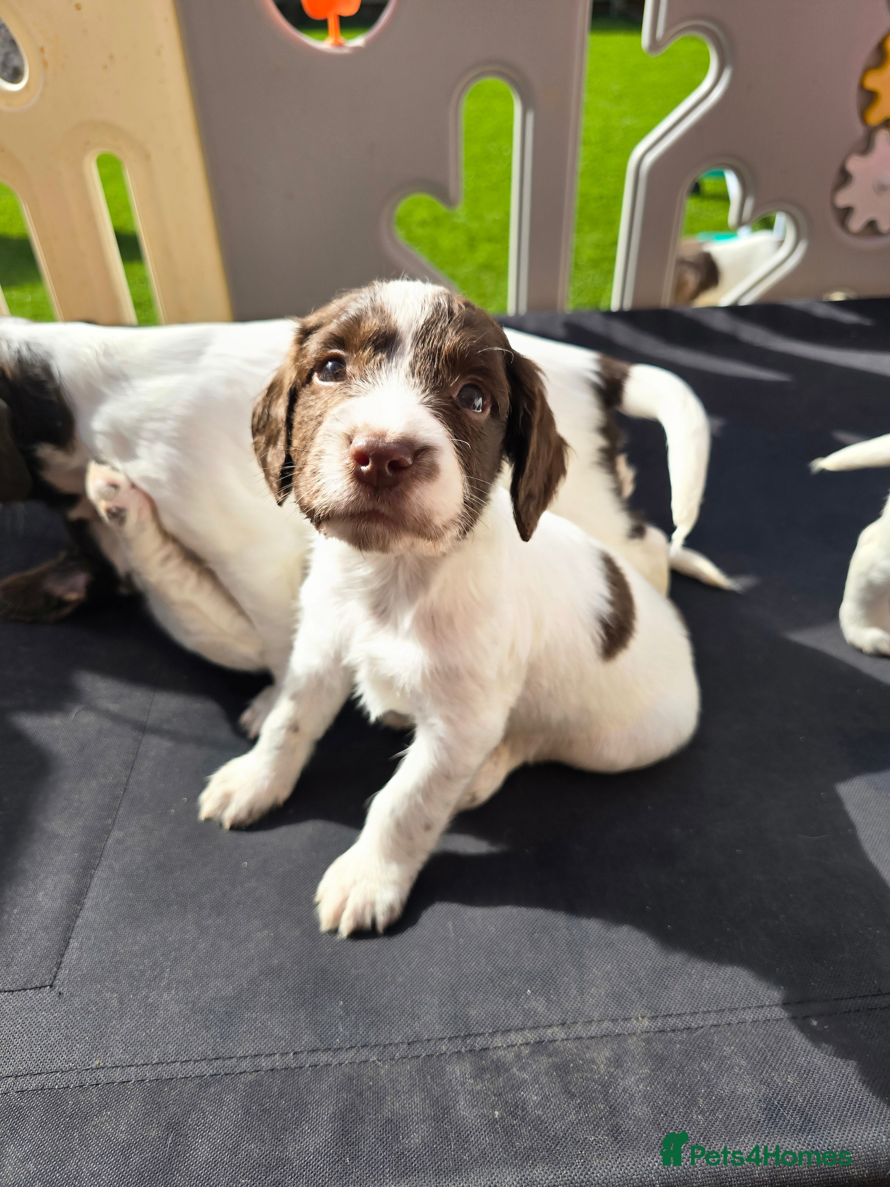 Sprocker dogs Beautiful sprocker puppies  - Advert 2