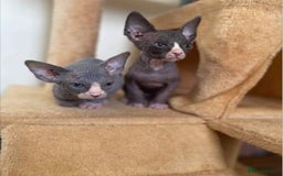 Sphynx cats for stud: Tica Registered Canadian Sphynx in Hull - Image 12
