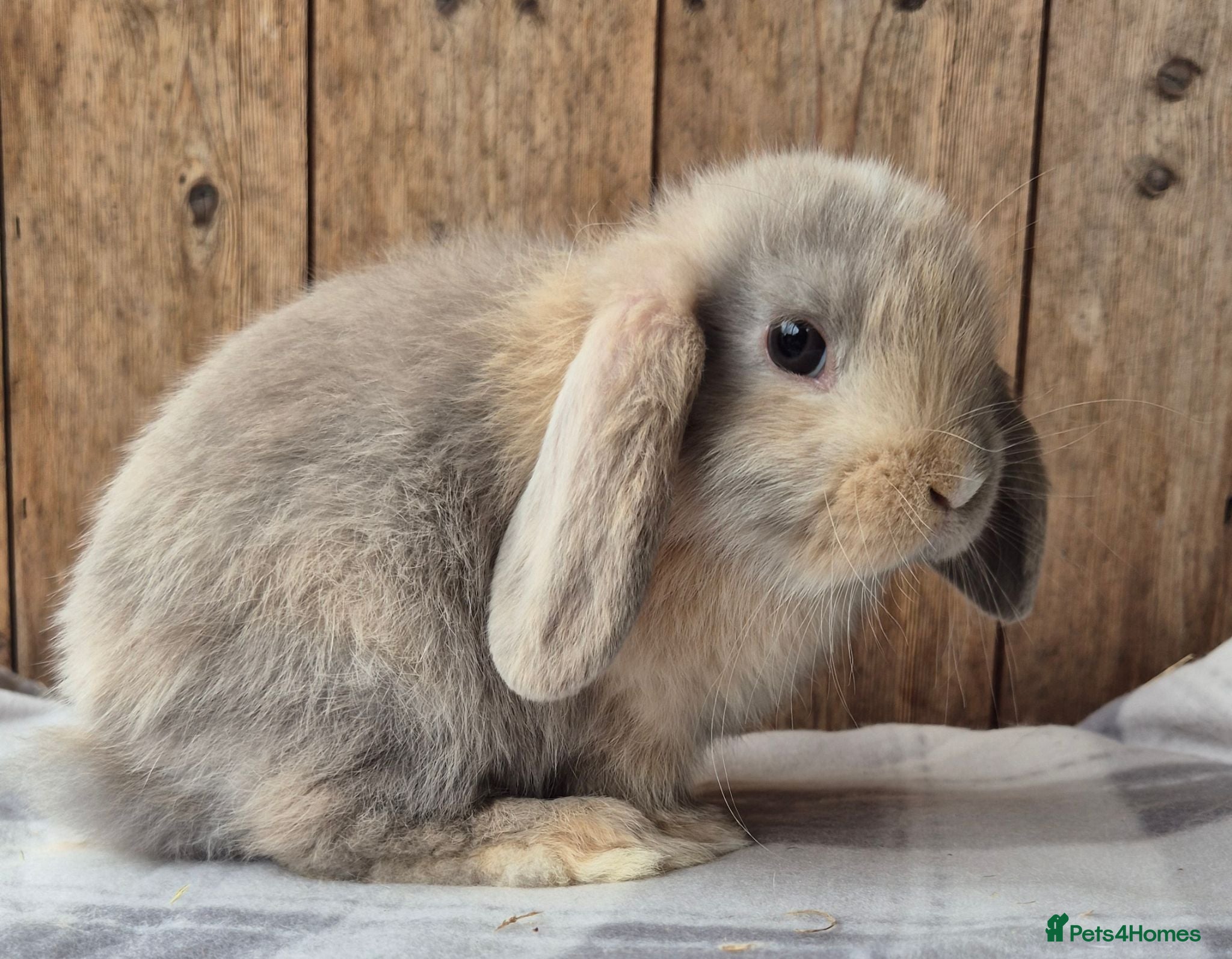 Mini Lop rabbits Mini lops ready now  - Advert 1