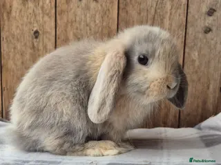 Mini Lop rabbits Mini lops ready now - Advert 1