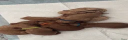 Labradoodle dogs for sale: 🐾 F1B Labradoodle Puppies 🐾 in Ware - Advert 5
