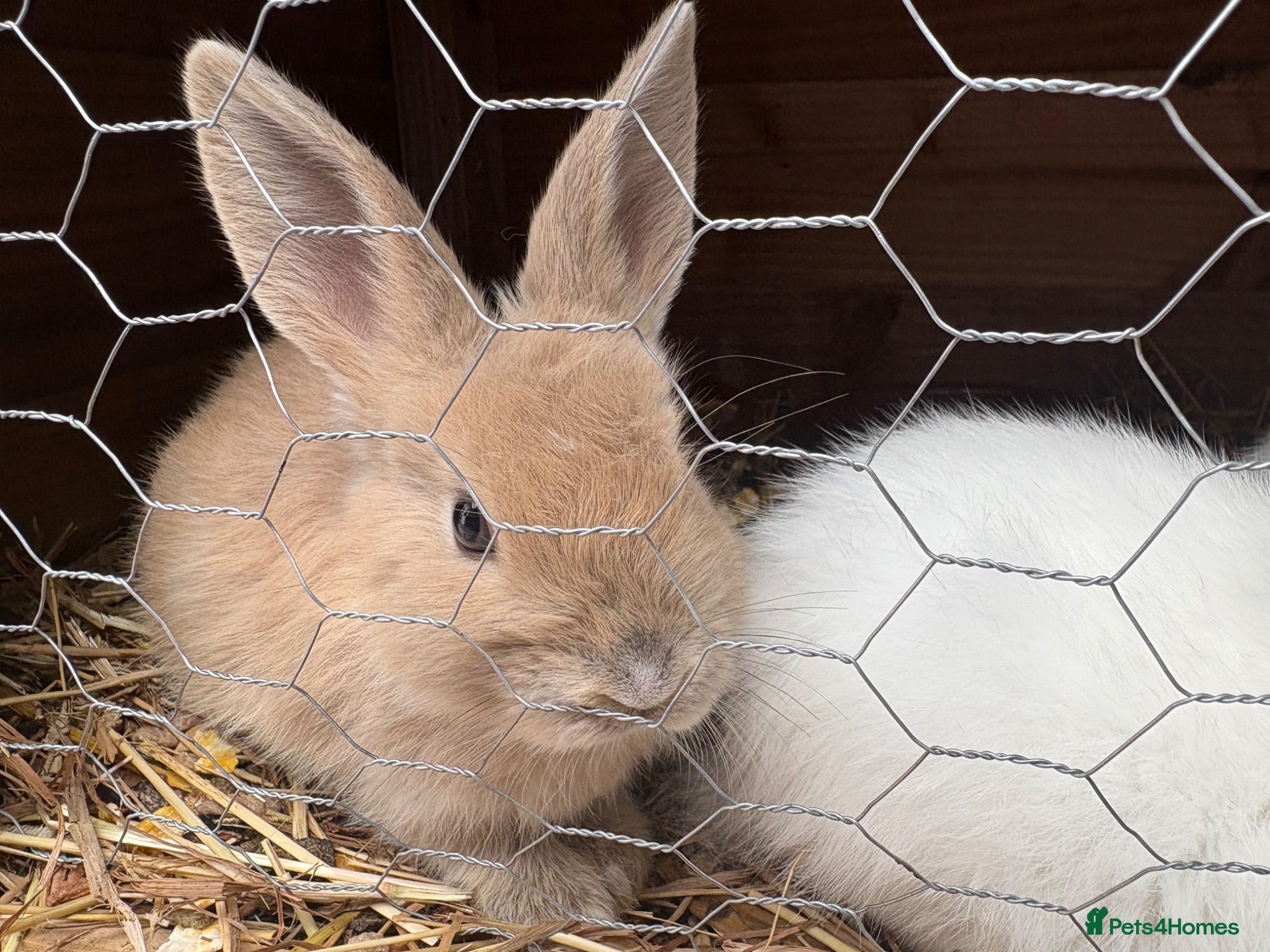 Mixed Breed rabbits Beautiful baby rabbits - Advert 1