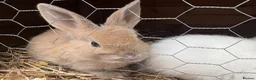 Mixed Breed rabbits for sale: Beautiful baby rabbits - Advert 1