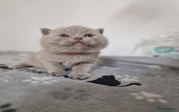 British Shorthair cats for sale: British shorthair GCCF pedigree ready christmas - Image 5
