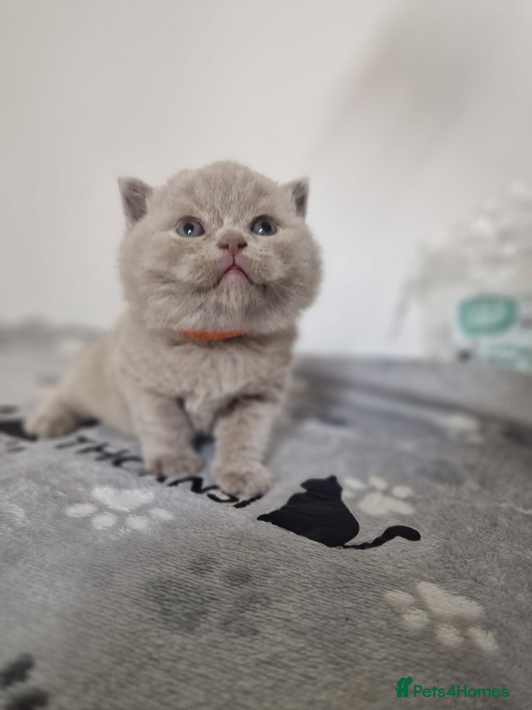 British Shorthair cats for sale: British shorthair GCCF pedigree ready christmas - Image 5