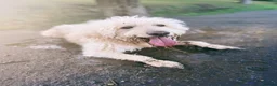 Goldendoodle dogs for stud: Proven F1 Goldendoodle for Stud in Penzance - Advert 2