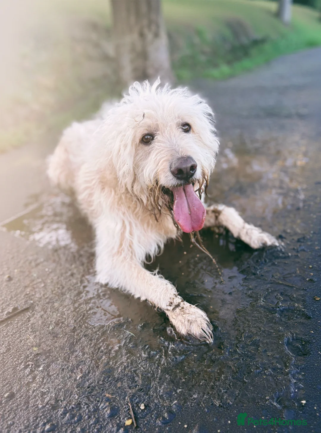 Goldendoodle dogs for stud: Proven F1 Goldendoodle for Stud in Penzance - Advert 2