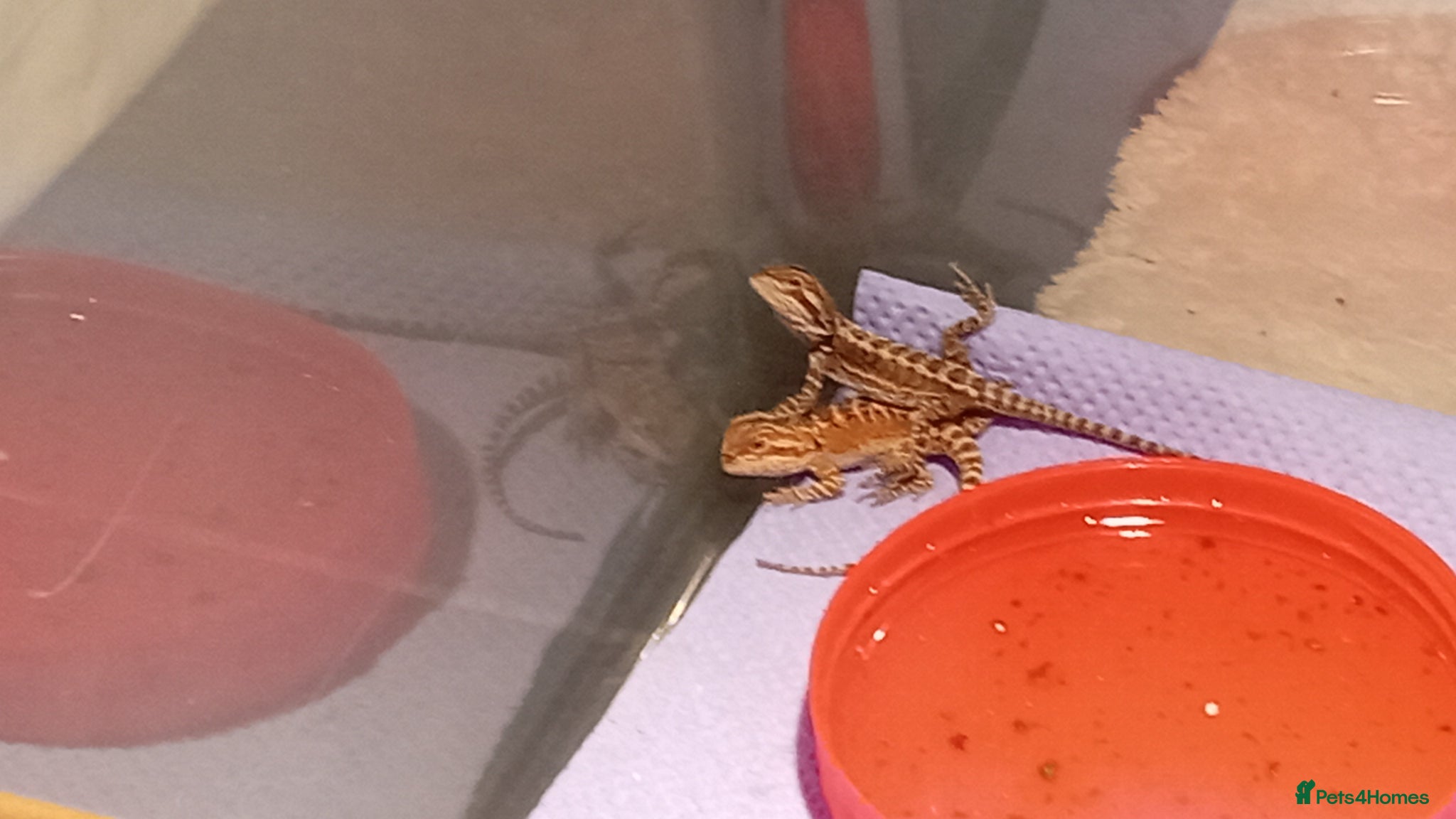Bearded Dragon reptiles Babies bearded dragons  - Advert 13