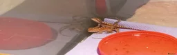 Bearded Dragon reptiles for sale: Babies bearded dragons  - Advert 2