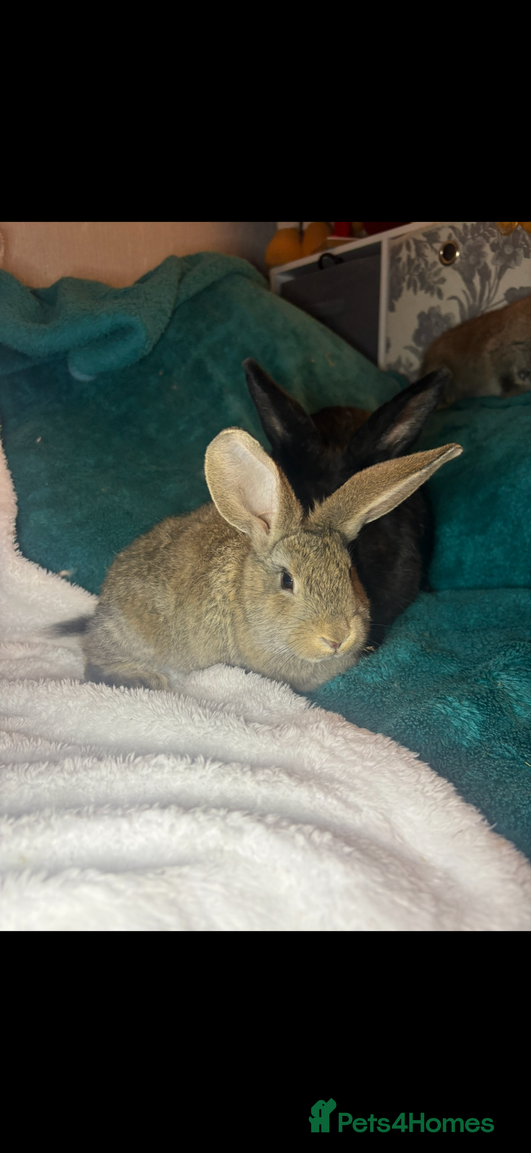 Continental Giant rabbits for sale: Beautiful continental giant baby rabbits ready  - Advert 17