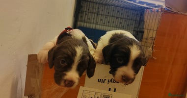 English Springer Spaniel dogs - Advert 14