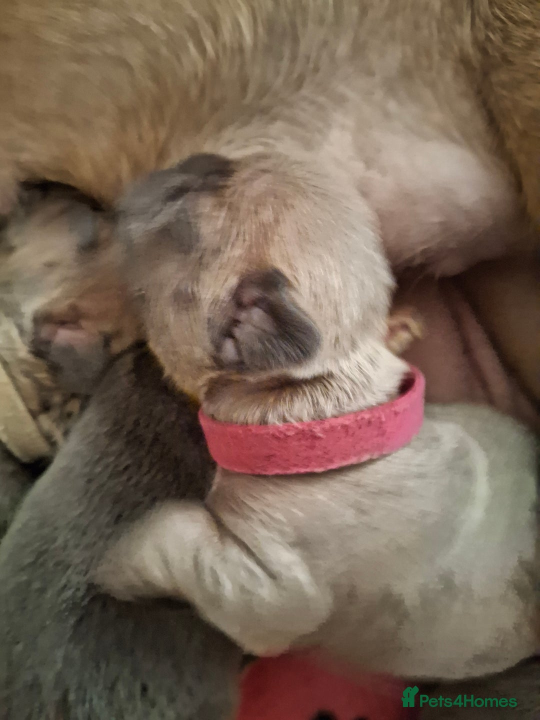 French Bulldog dogs for sale: French bulldog puppies  - Image 9