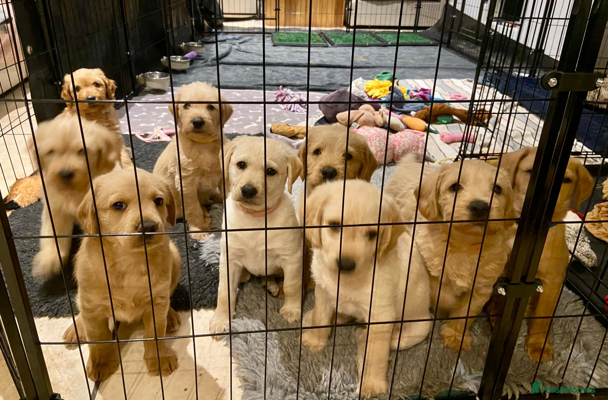 Labradoodle dogs School Dog Rare Multigen F3 Labradoodles - Advert 12