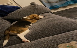 Beagle dogs for sale: Female beagle - Image 3