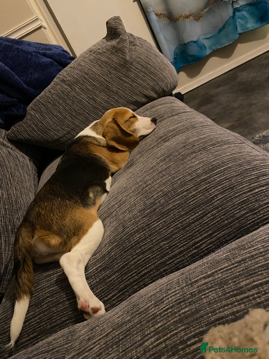 Beagle dogs for sale: Female beagle - Image 3