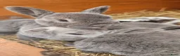 Rex rabbits for sale: Rex & Mini Rex Kits Available - Advert 18