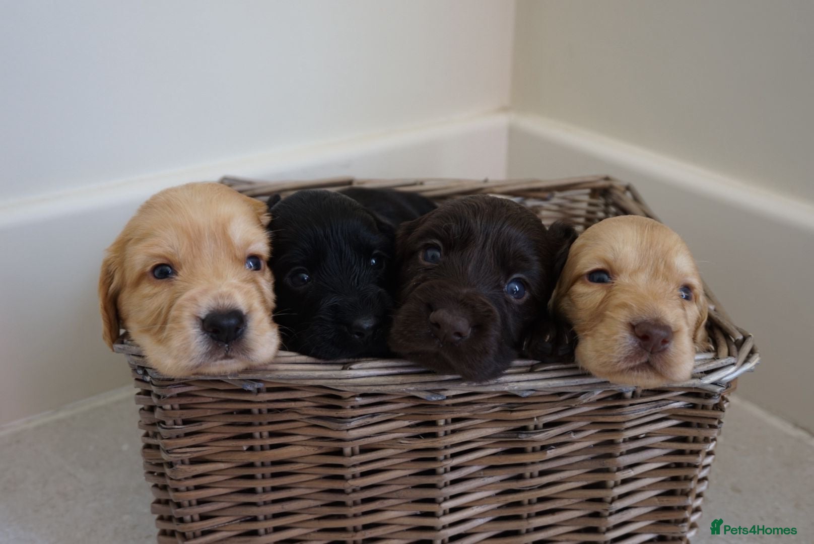 Cocker Spaniel dogs Cocker Spaniel puppies - Advert 1