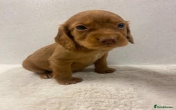Cocker Spaniel dogs for sale: Carefully bred Kc FTW sired cocker spaniel pups,  - Image 28