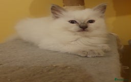 Ragdoll cats for sale: Ragdoll boy and girl ready now 💙❤️ - Image 4